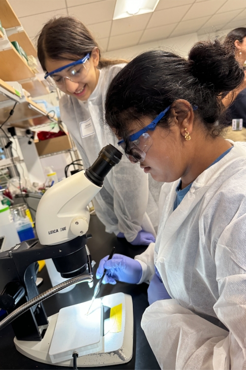 One student in lab gear looks through a microscope at something she manipulates with tweezers, while another student looks on