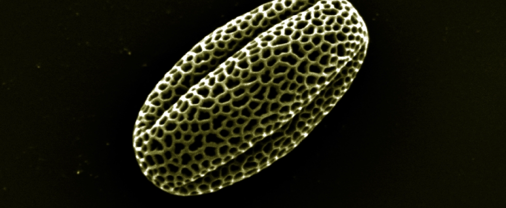 Pollen grain