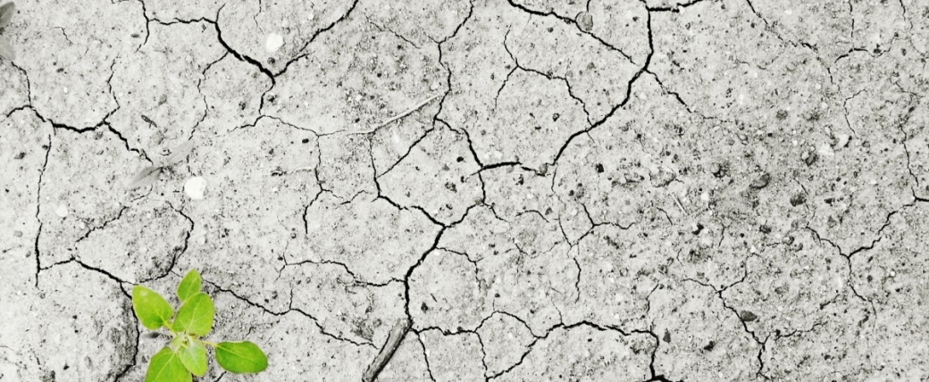 Plant growing through cracked earth