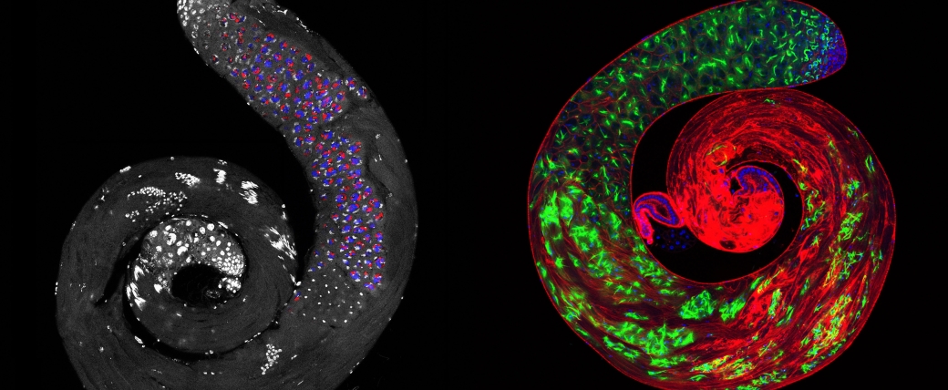 Drosophila testes with stain — two curly colorful shapes with patches of different colors.