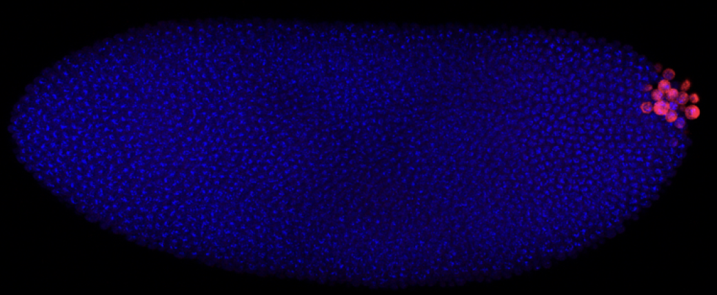 Microscopy of an embryo. Mostly filled with blue spots but on the right end, near and on the edge, are bigger red spots.