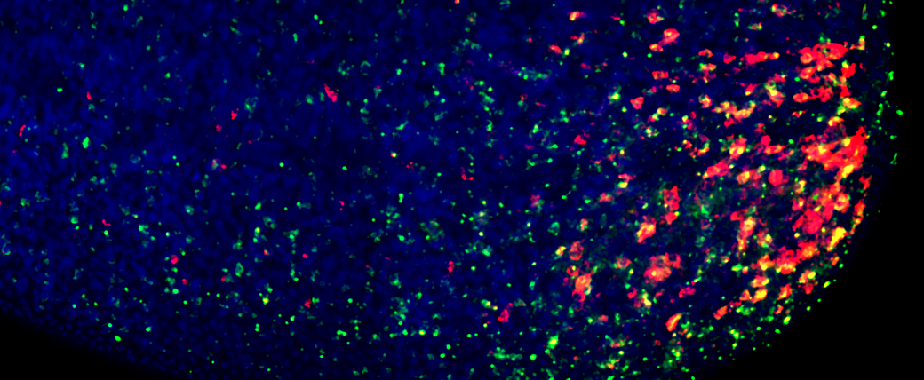 Along one edge of a broad blue shape, there is a burst of red and green to mark a regenerating wound site.