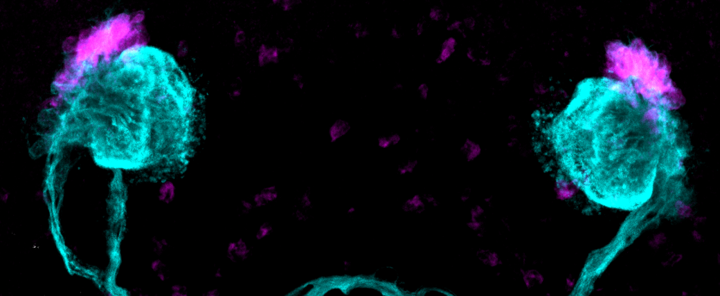 Two spherical cyan shapes with purple manes, and a trace of the cyan nerve cord connecting them below