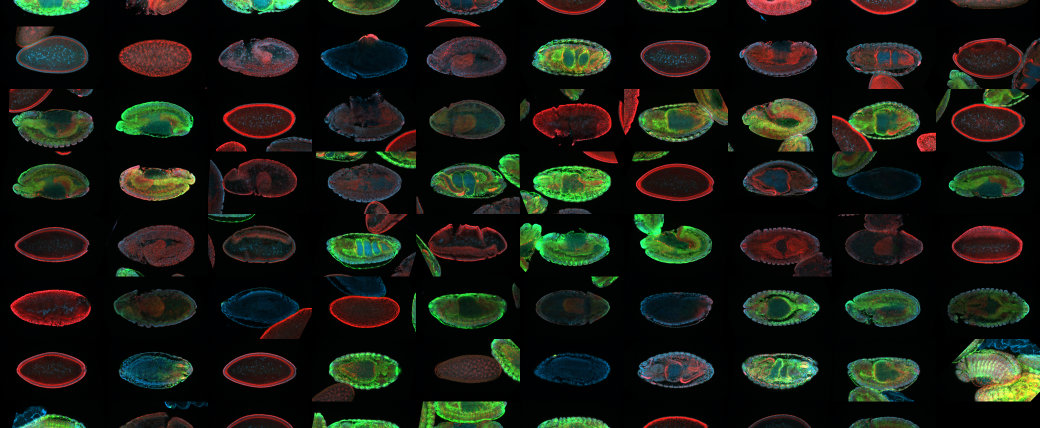 A grid of early embryos. Some are mostly green, some are mostly red. Some look much more developed than others.
