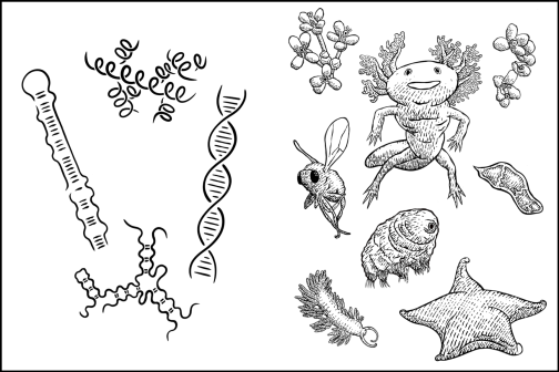 Illustrations of different molecules (left) and organisms (right)