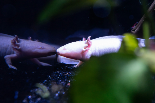 An axolotl touches its face to its reflection in the glass of its aquarium