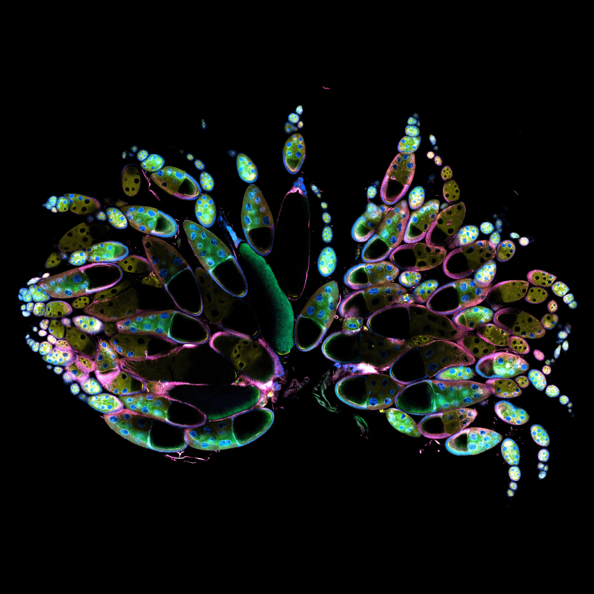 Cells arranged into a butterfly-like shape