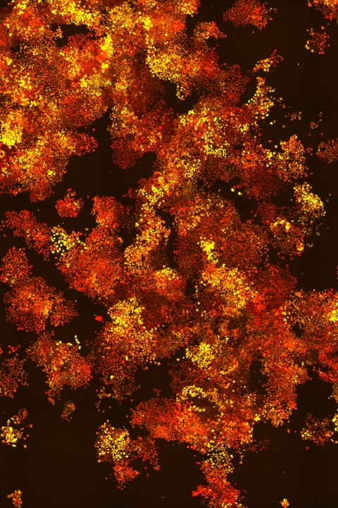 Colorful blobs on a black background.