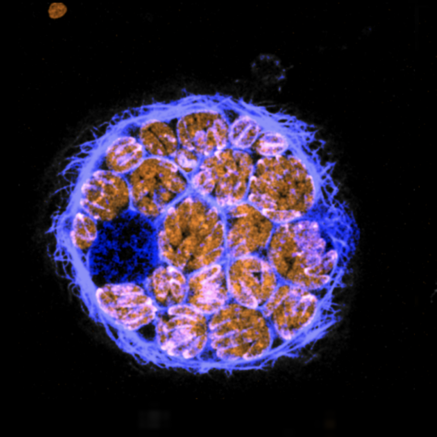 Glowing blue and orange cell
