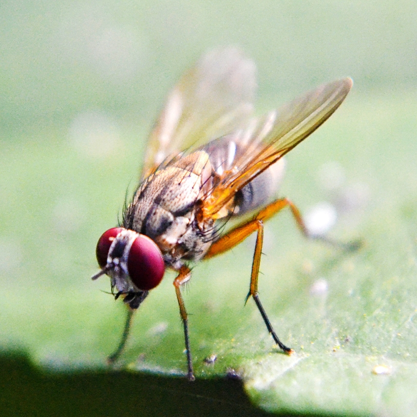 fruit fly sits on leaf 