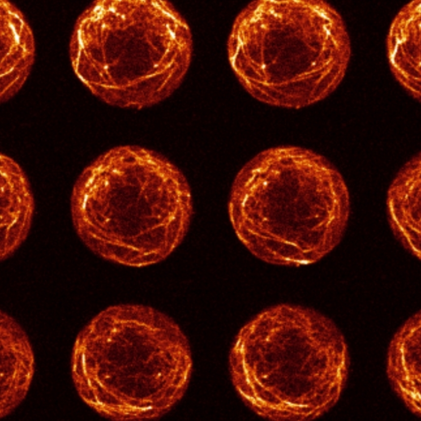 A grid of orange cells on a black background