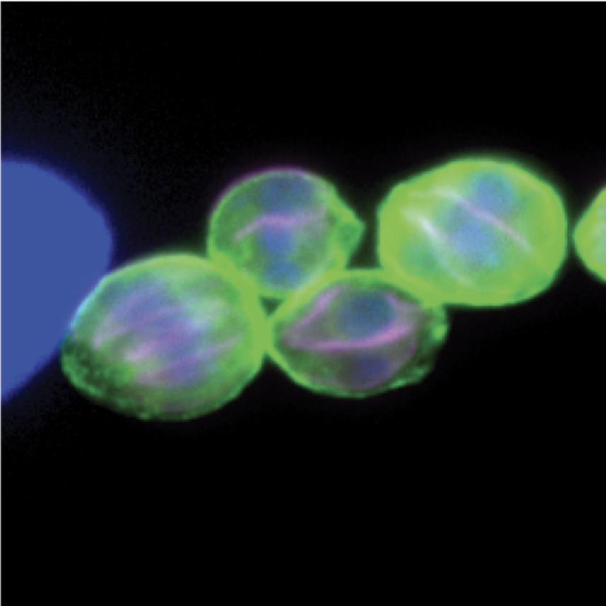 Migrograph: Magenta ovals encased in larger green shapes.