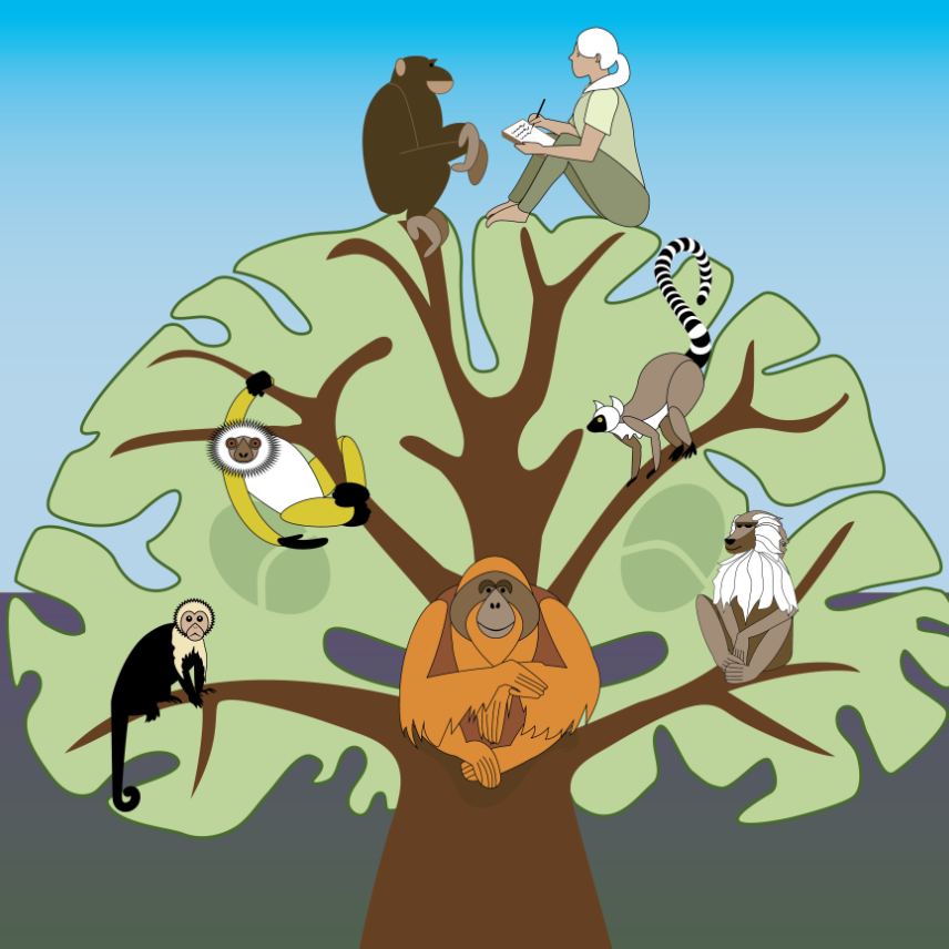 Illustration of a tree with primate species in the branches. a human and chimp face each other at the top.