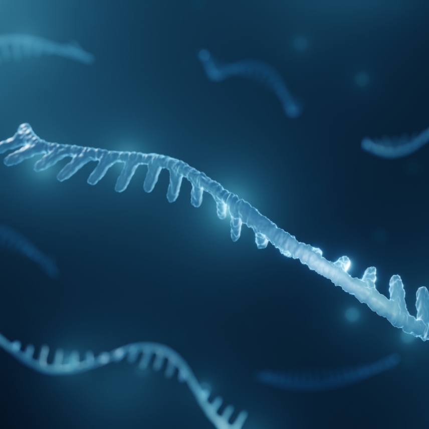 Illustration of a short, linear microRNA strand