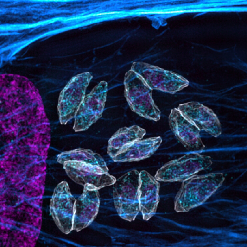 Oval shaped Toxo parasites infecting a cell, next to the nucleus