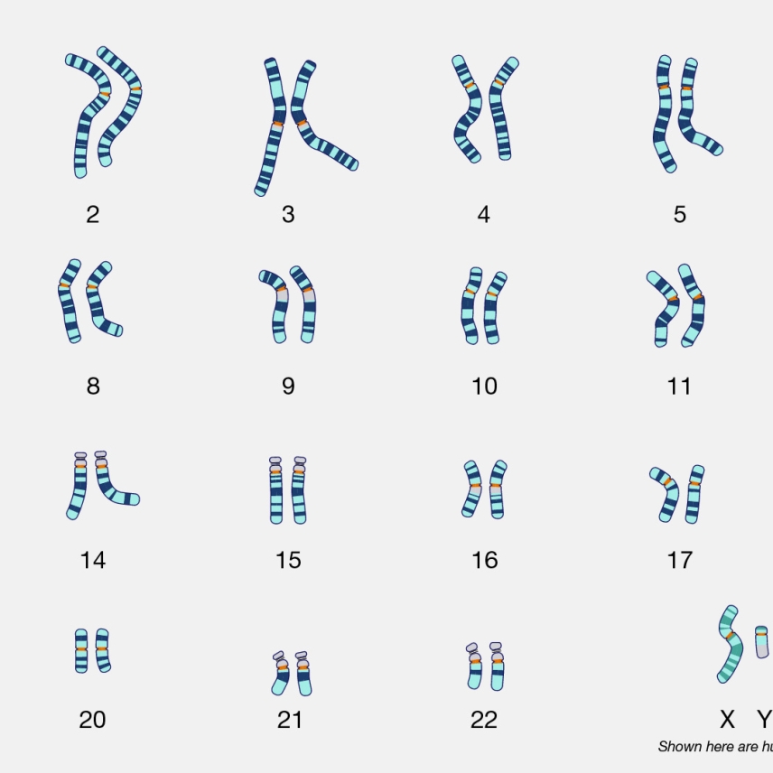 Illustrations of pairs of all human chromosomes, with XY "or" XX in bottom right