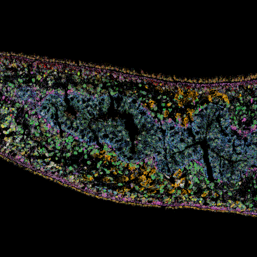 A MERFISH image showing the anterior region of a planarian section, containing dots of many different colors