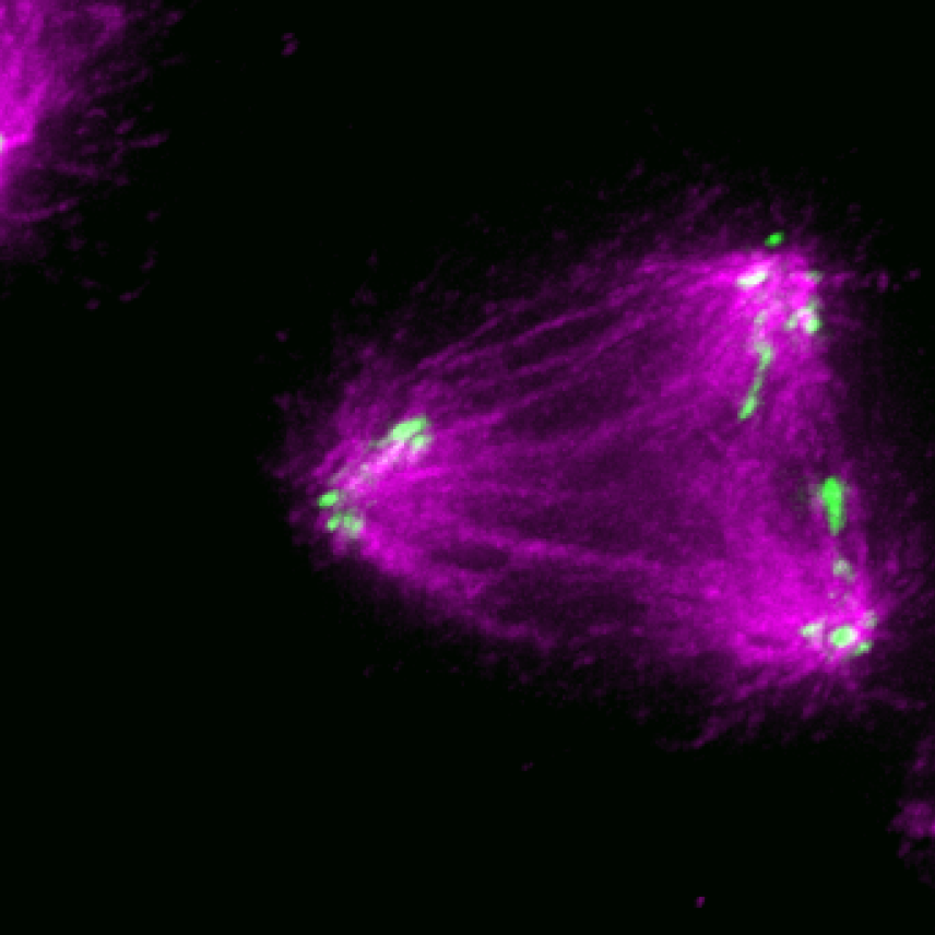 A cell dividing towards three points, like a triangle, with green dots at each corner