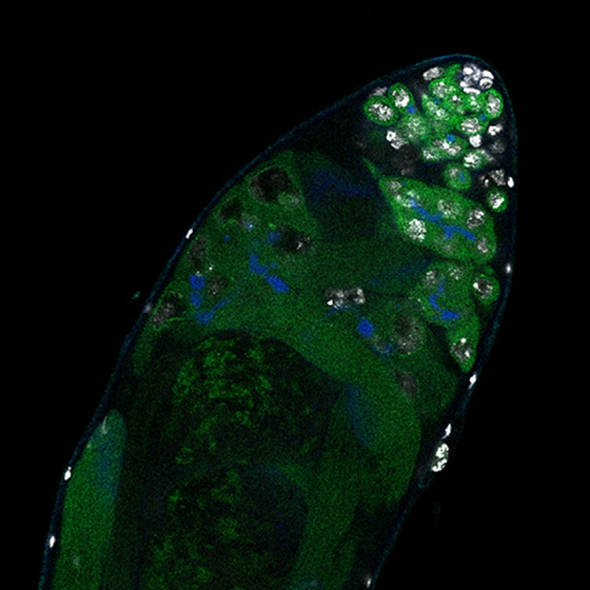 Fruit fly testis with small number of green and white cells in upper right