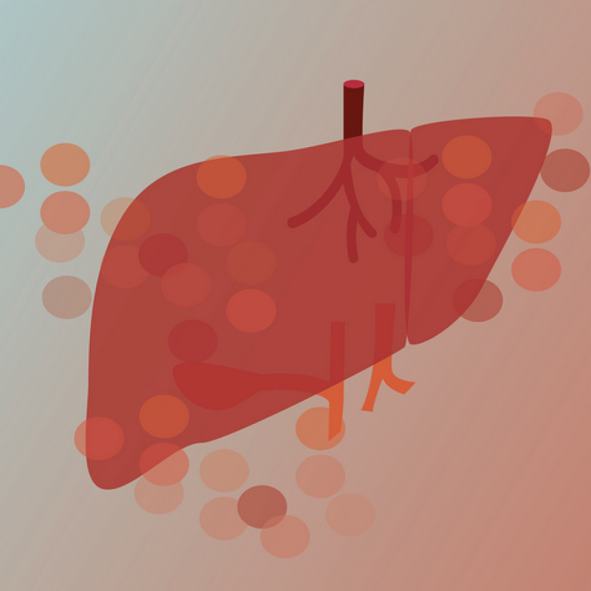 Illustration of a liver