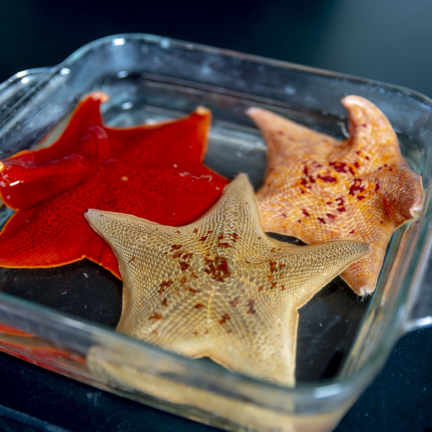 Bat stars in a dish
